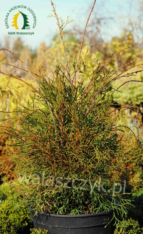 Thuja occidentalis 'Little Filly'